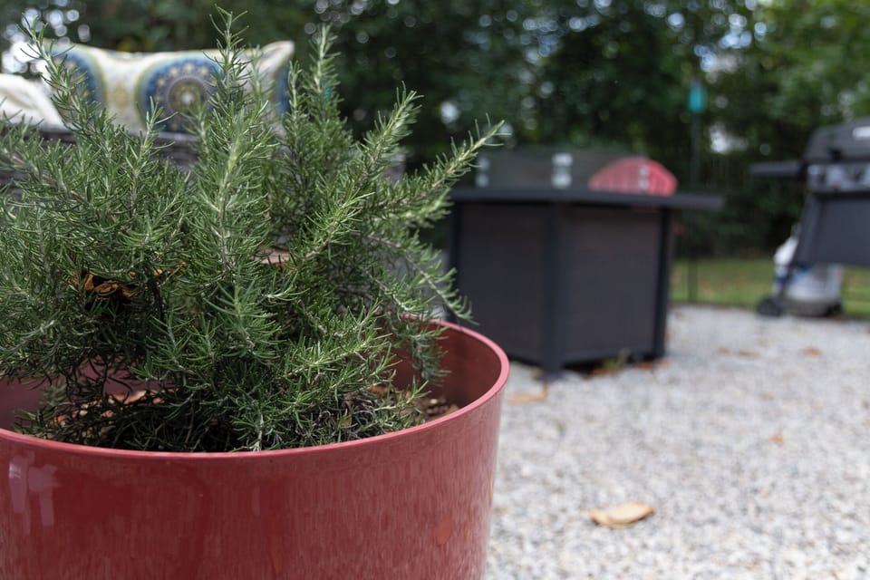 Feel free to go out back and clip some fresh culinary rosemary.