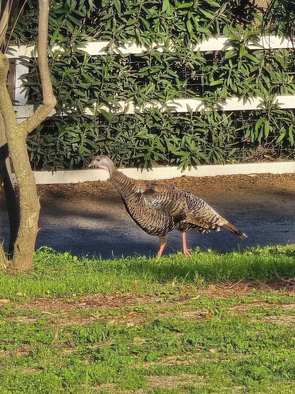 Wild turkeys roam free — your morning entertainment.