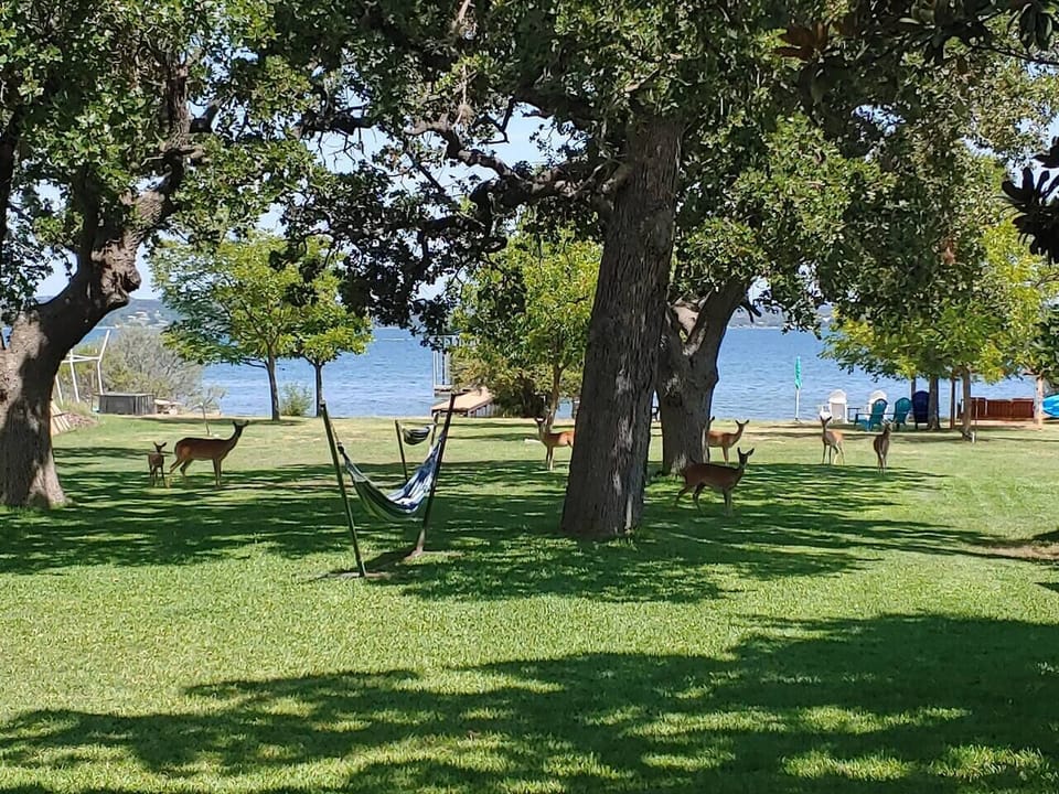Enjoy the deer that come and visit.
