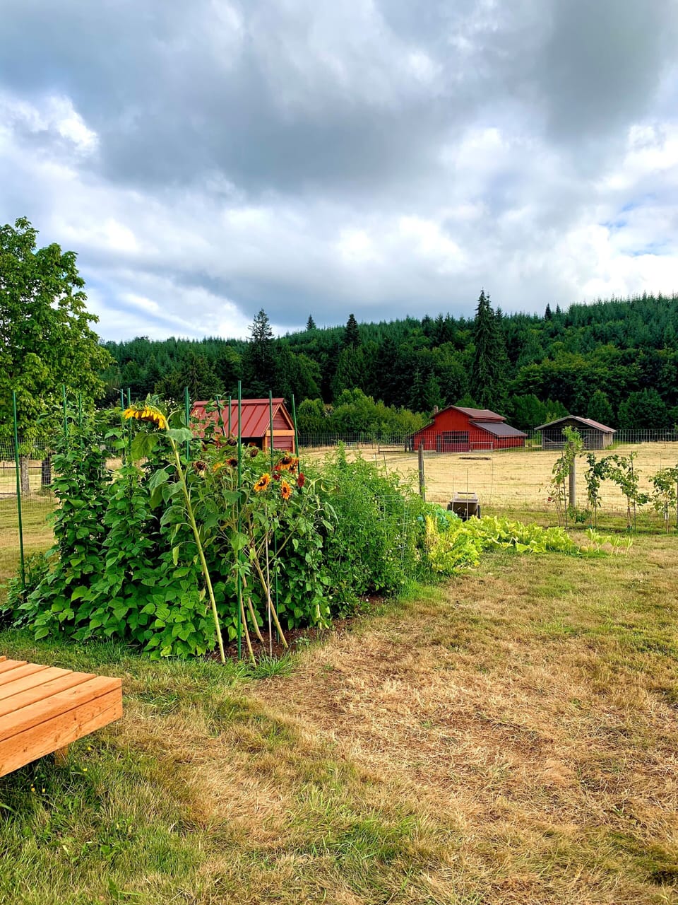 garden