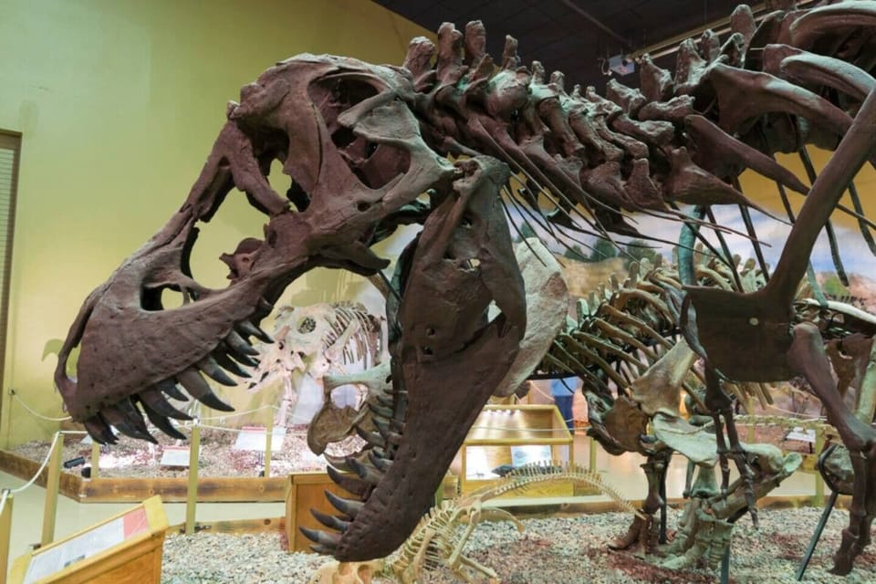 Take time to visit the Dinosaur Museum. So many cool bones to see and fun for the entire family! Located at 110 Carter Ranch Road