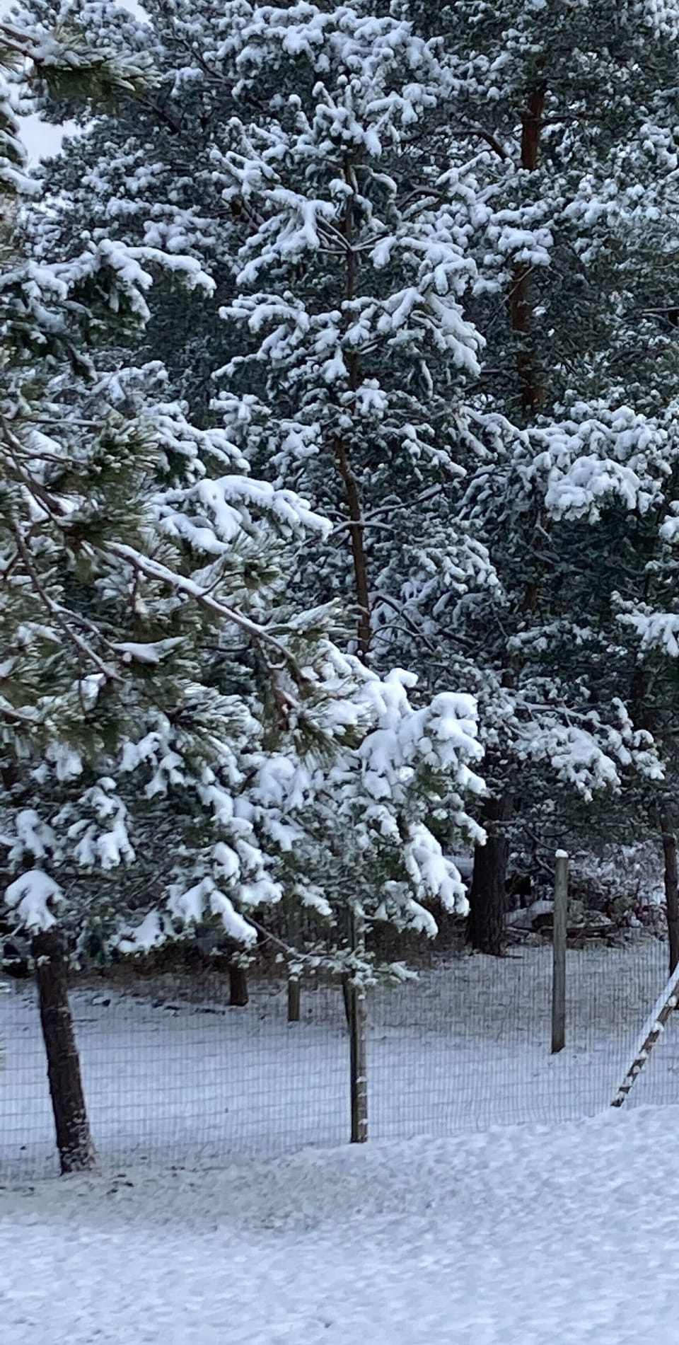 The snow is always beautiful in the woods! Snowshoe on property or ski local!