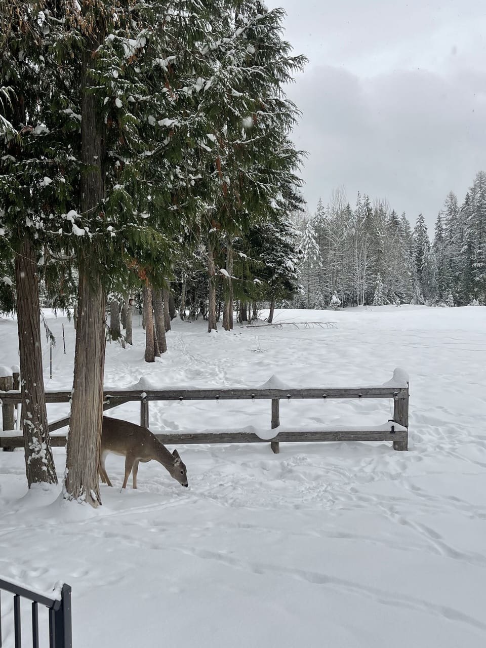 Winter in the meadow