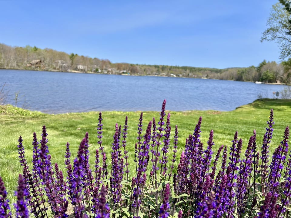 Serene lake