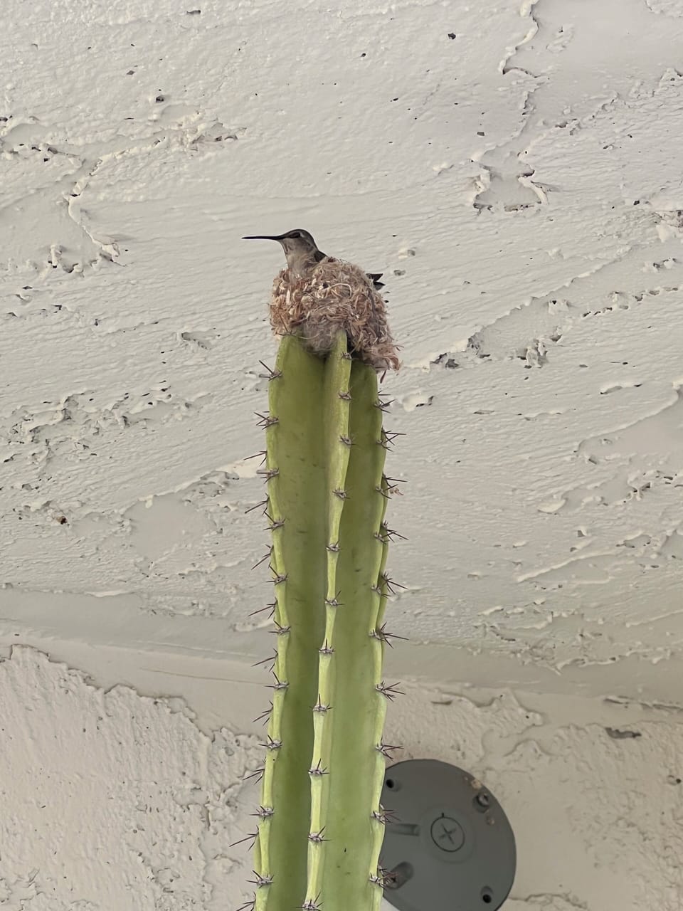 We have lots of hummingbirds making all kinds of nests in the complex! 