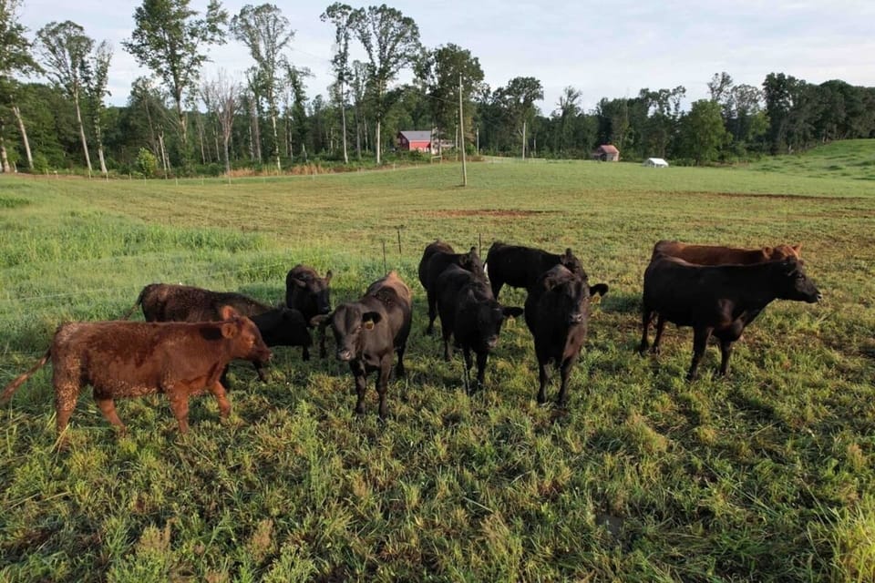Say good morning to the cattle, or even better, help our farm hand feed and move them for an authentic farm experience.