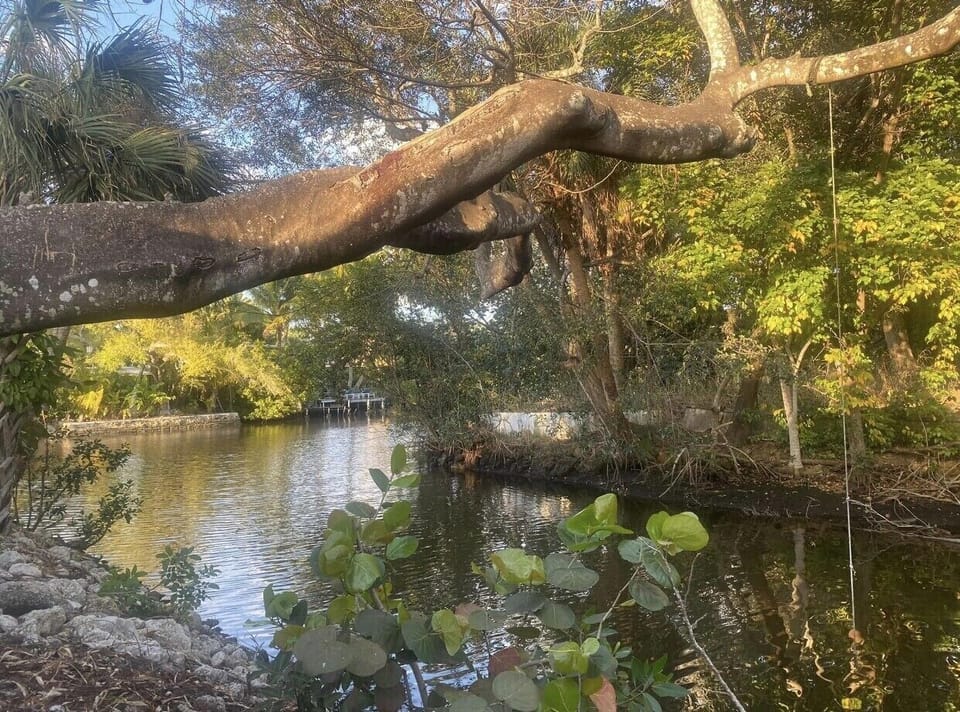 Poinciana tree overlooking sure canal to view of Creek 