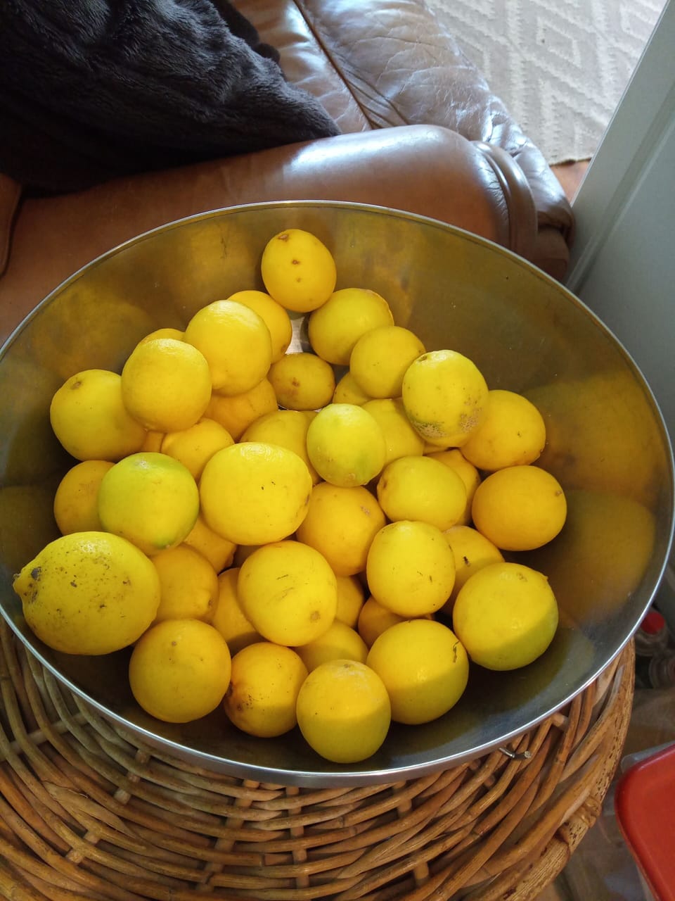 2 lemon trees help yourself