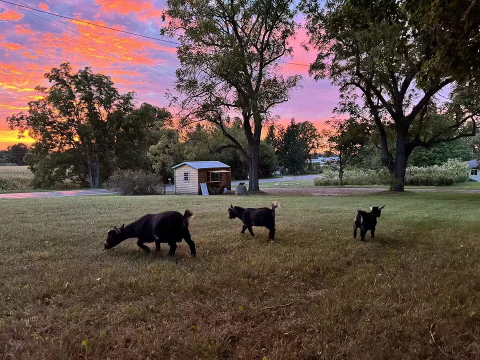 Book a tour or class at the farm! Pygmy goats are not housed at the rental.