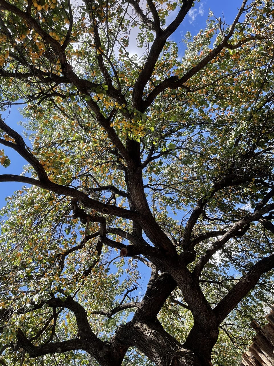 Magnificent 100 year old apricot tree!