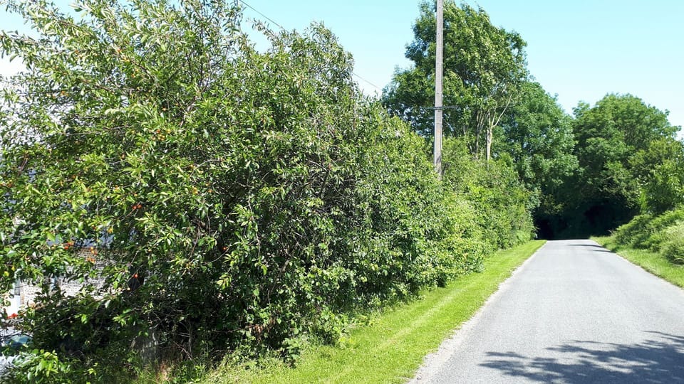 The lane from your house to our house 250 metres away