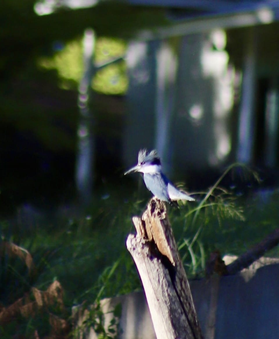 Kingfisher