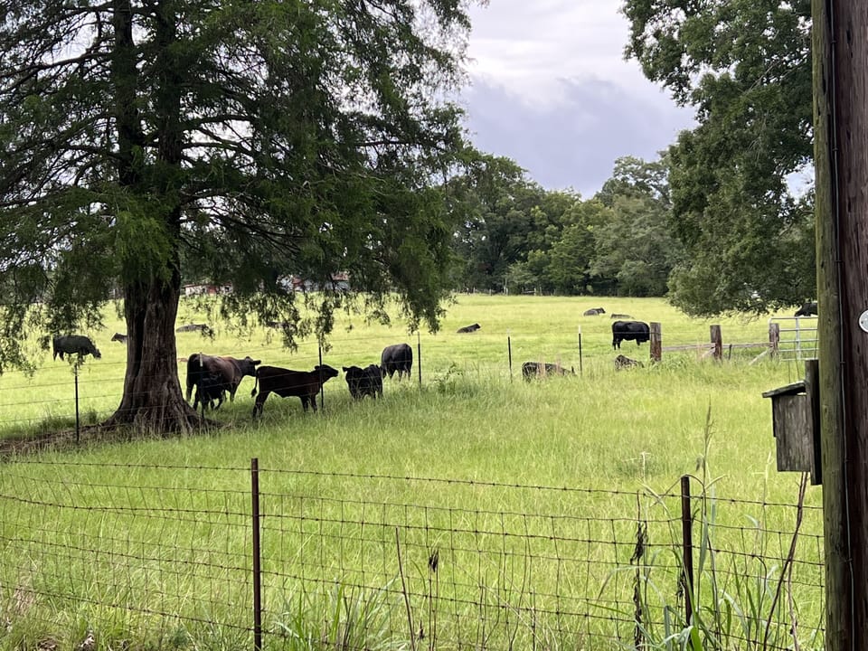 View from inside property