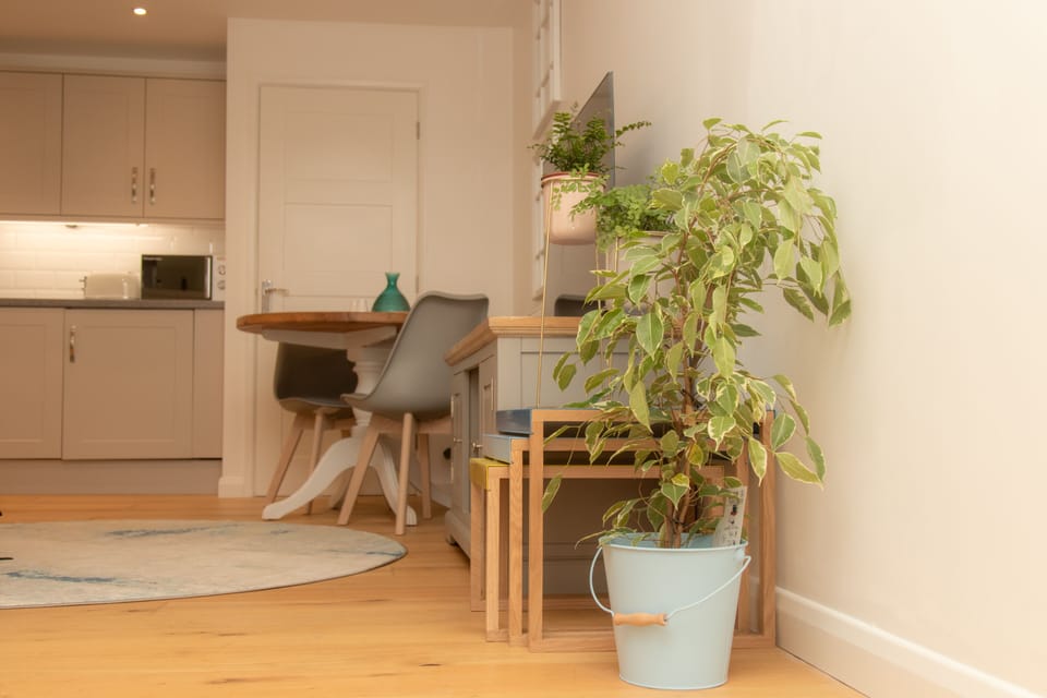 Plant Pot