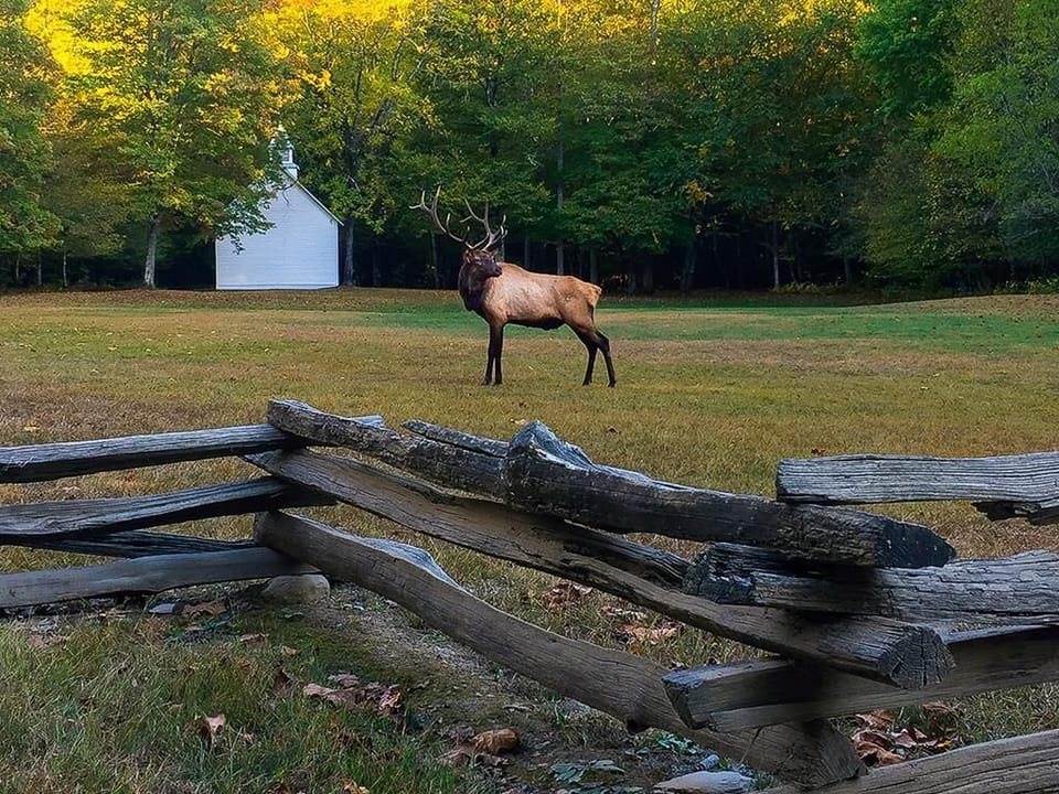 Elk Viewing Photo Visit NC Smokies