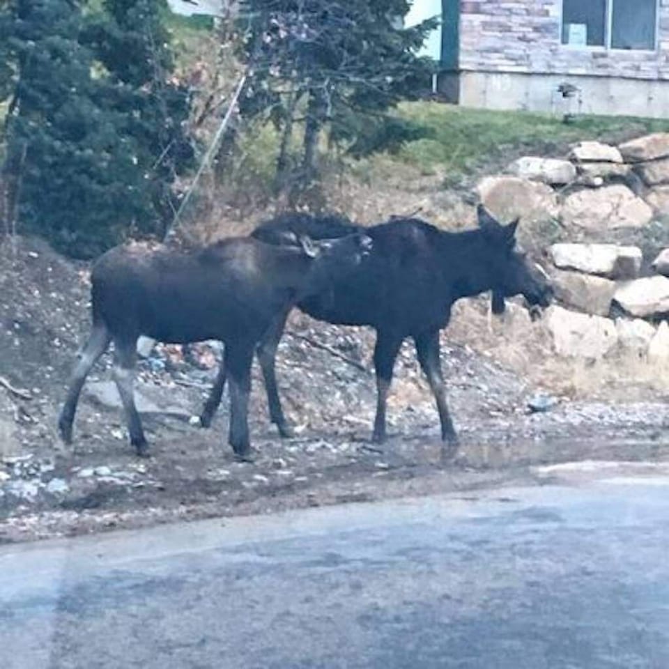 Our neighbors often drop by to say Hi.