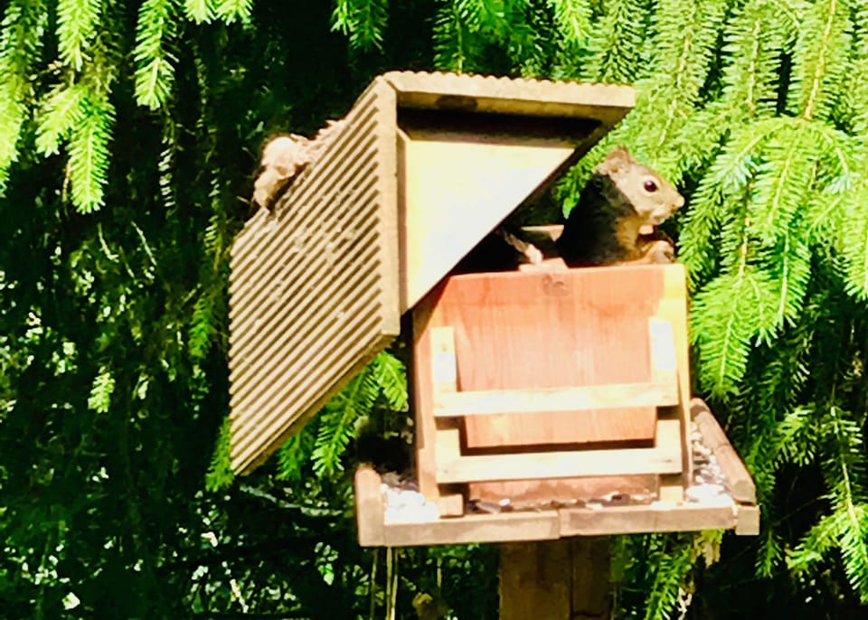 Squirrel!