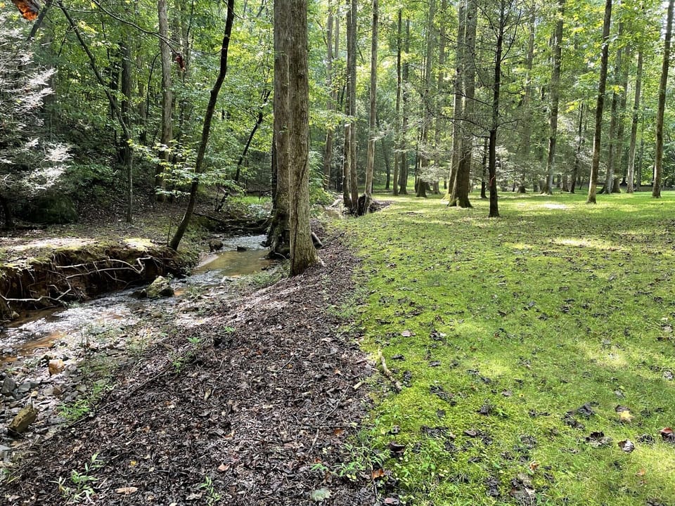 Front yard and creek. Great for the kids!