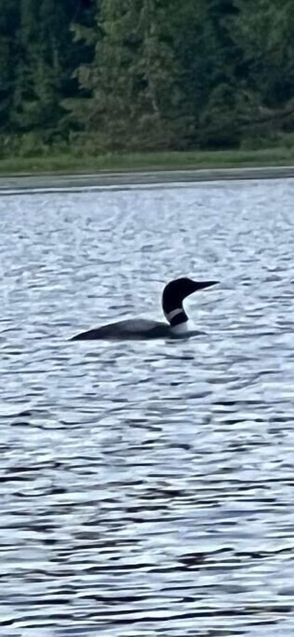 Loon on the lake