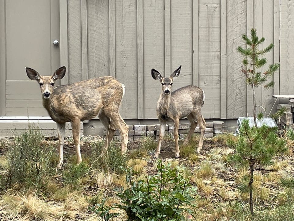 Deer at neighbor's house.  Taken from driveway.