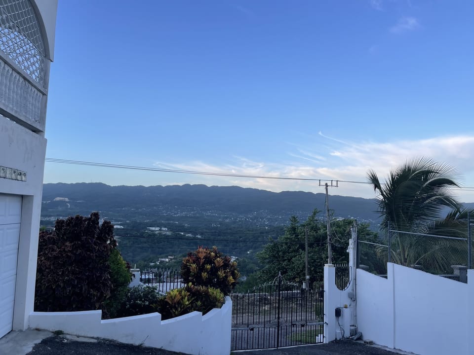 Outdoors, Nature, Tree, Fir, Urban