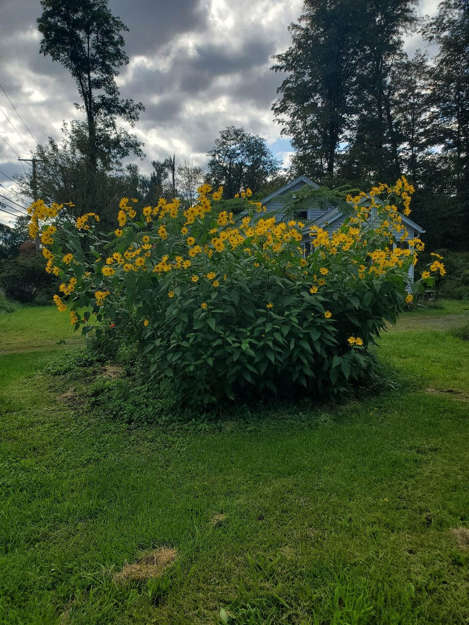 Jerusalem  Artichoke blooming,  mid September 