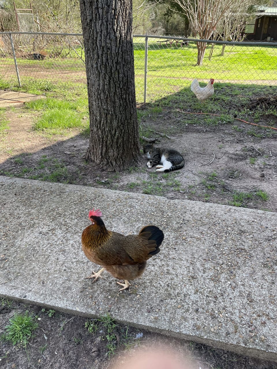 Happy Chickens! and Harold the cat