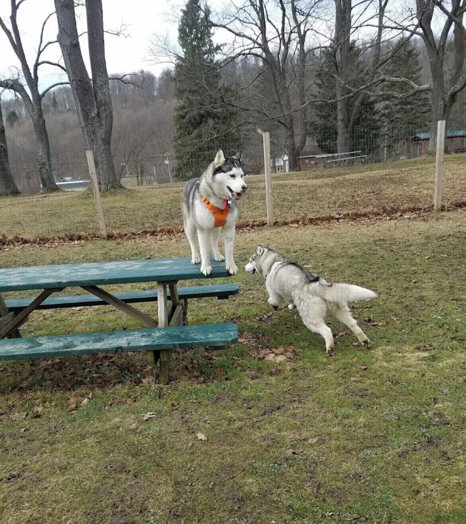 Dog park 0.1 miles away