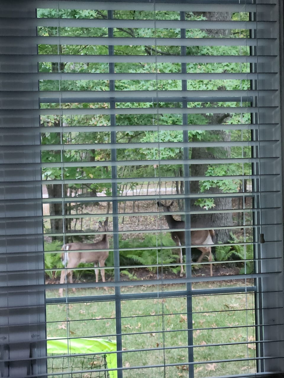 We often  see deer and other wild animals
