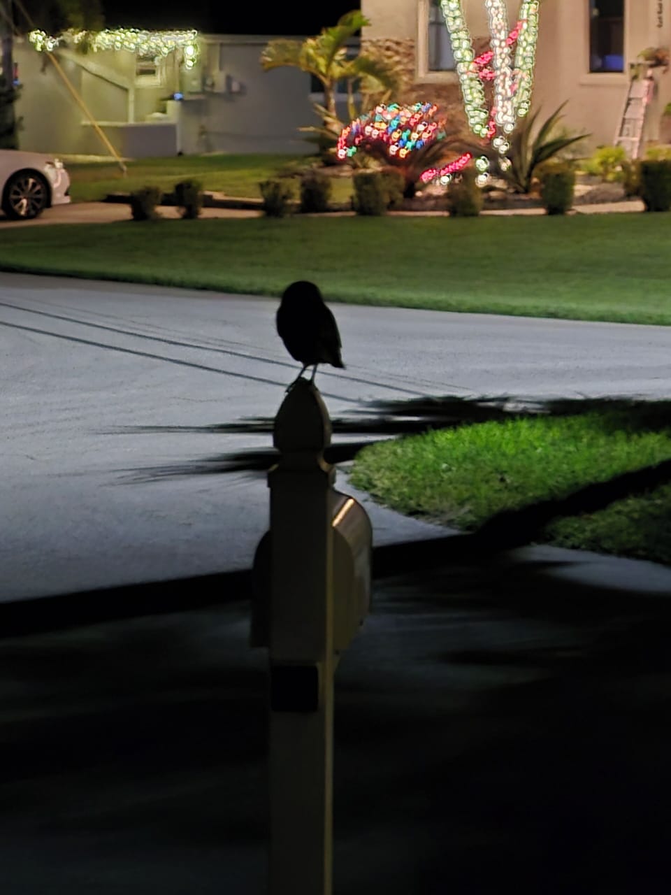 Small friendly burrowing owls can be spotted at night. This one is on ourmailbox