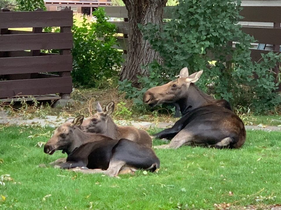 Backyard Family