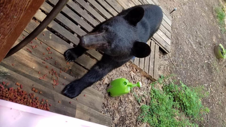 Adolescent black bear (Bob) looking for snacks.