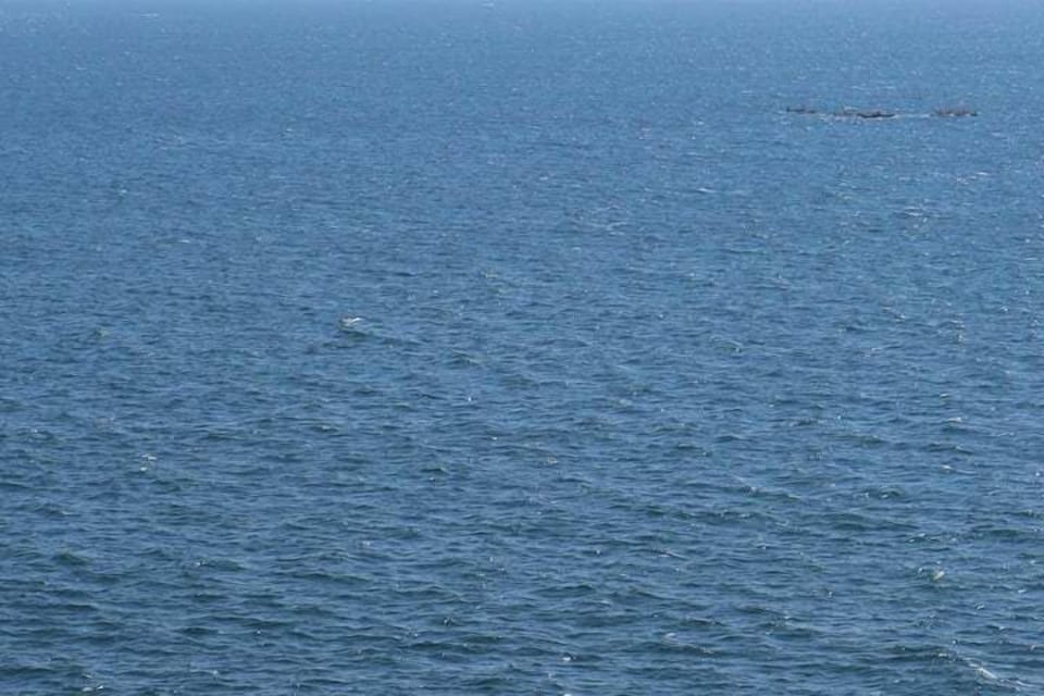 watch whales from your balcony