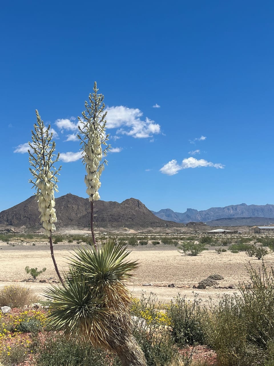 Blooming Yucca at Paisano Azul Ranch