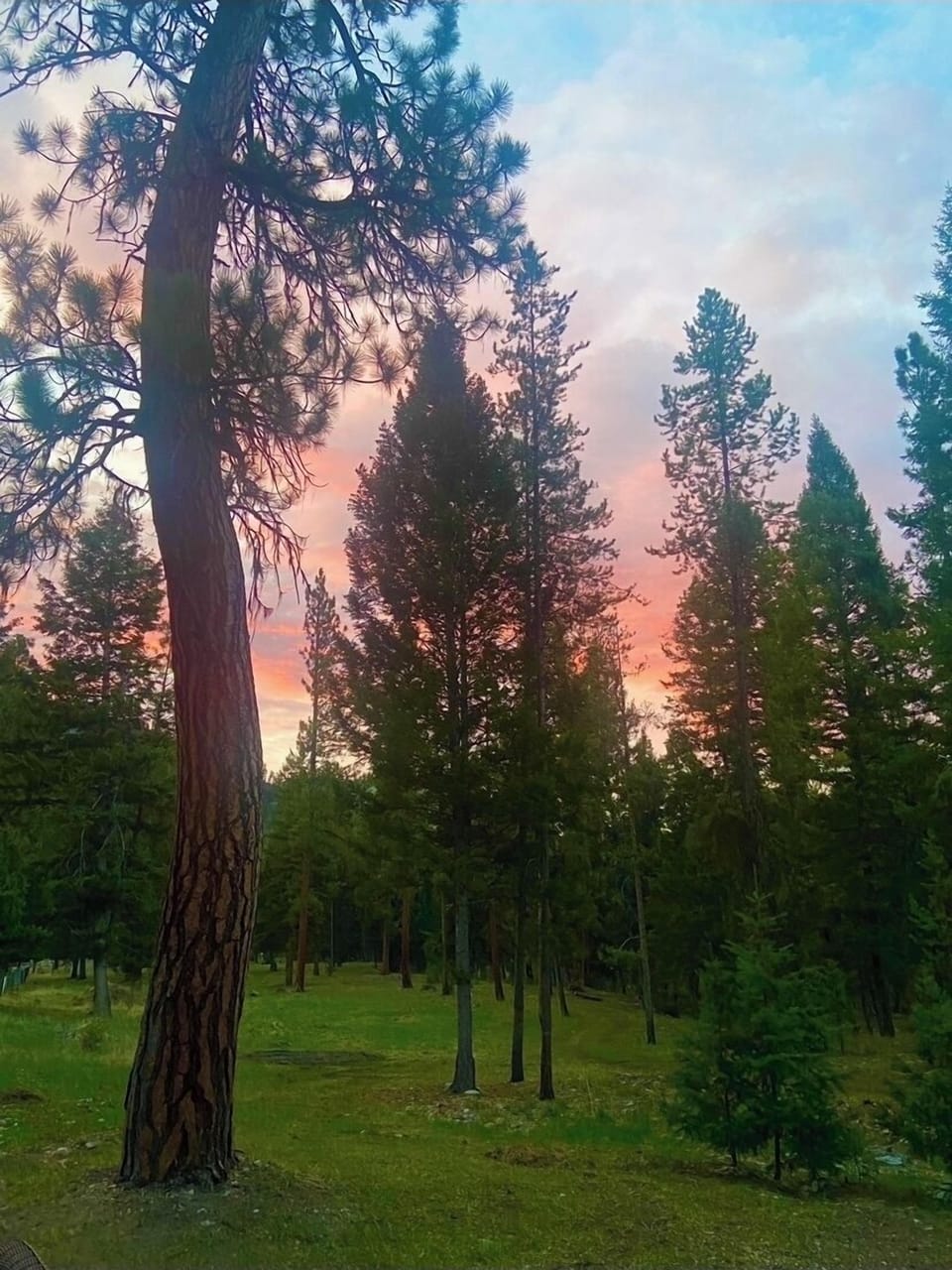 This beautiful Ponderosa tree has to be seen to be believed.