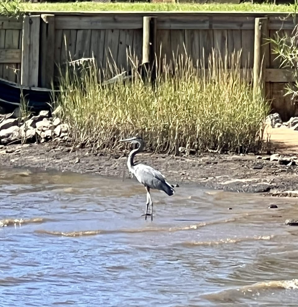 Write on the Bay's friendly Blue Heron.