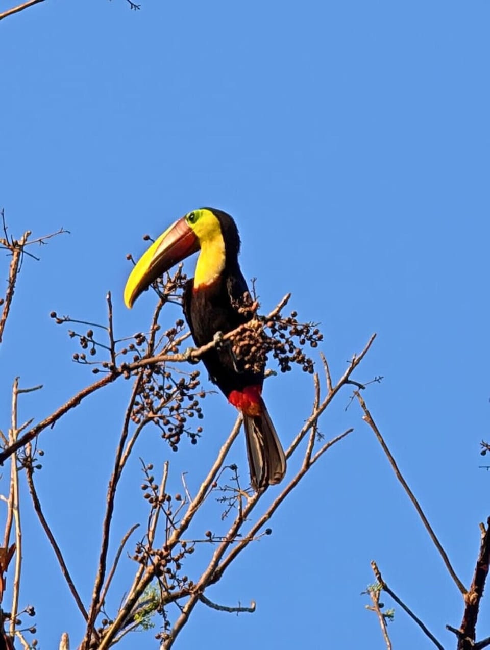 Toucans visit for the nuts and berries (guest-submitted picture)