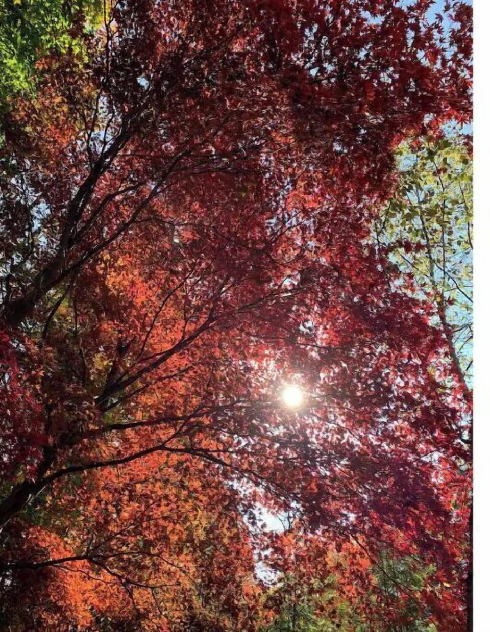 Our Japanese Maple - a true gem in the back