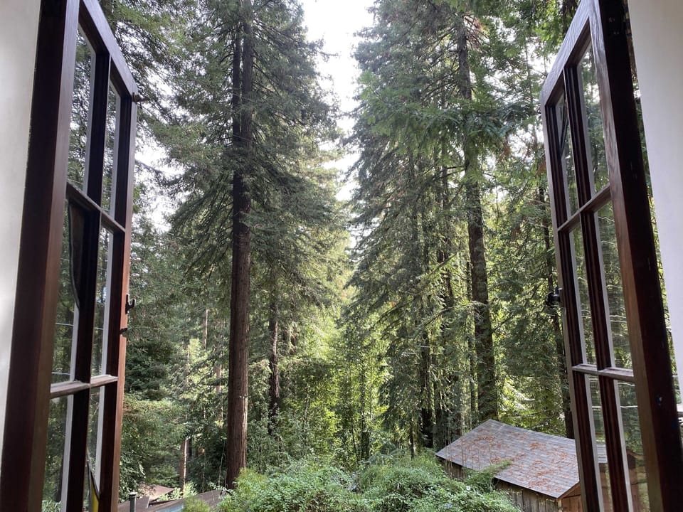 view of the redwoods from a living room window. 