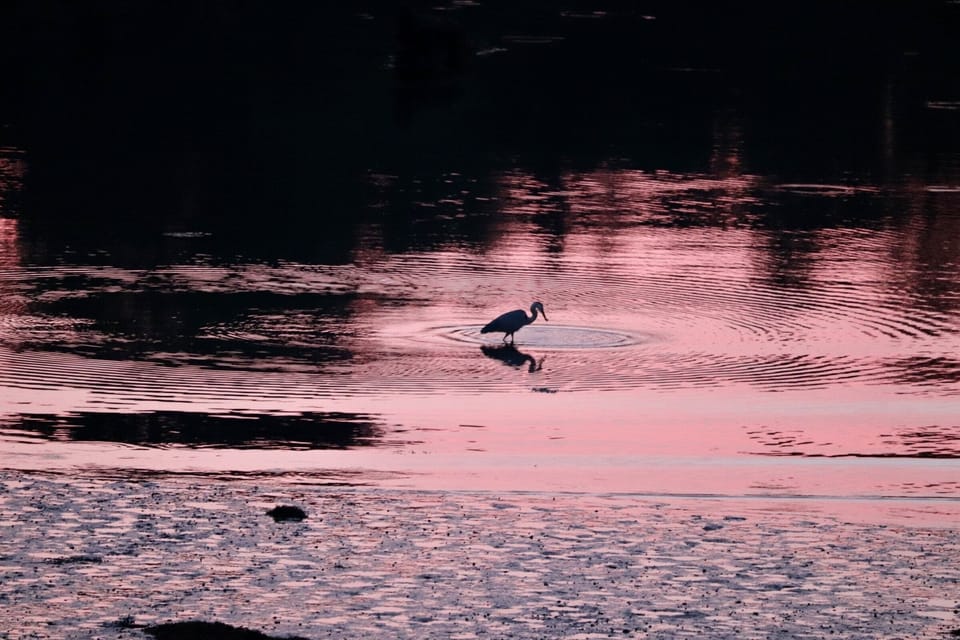 There is almost always a Great Blue Heron on shore.