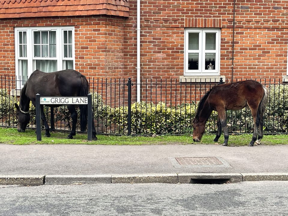 New Forest ponies roam freely in Brockenhurst centre | Forest Acorn, Brockenhurst