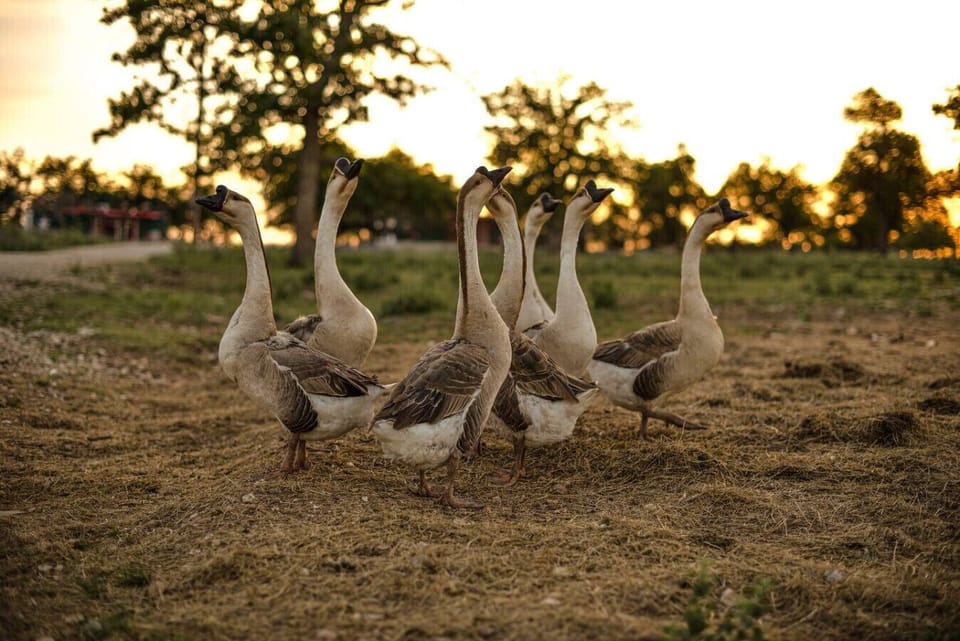 Charming Texas B&B surrounded by nature and farm animals.