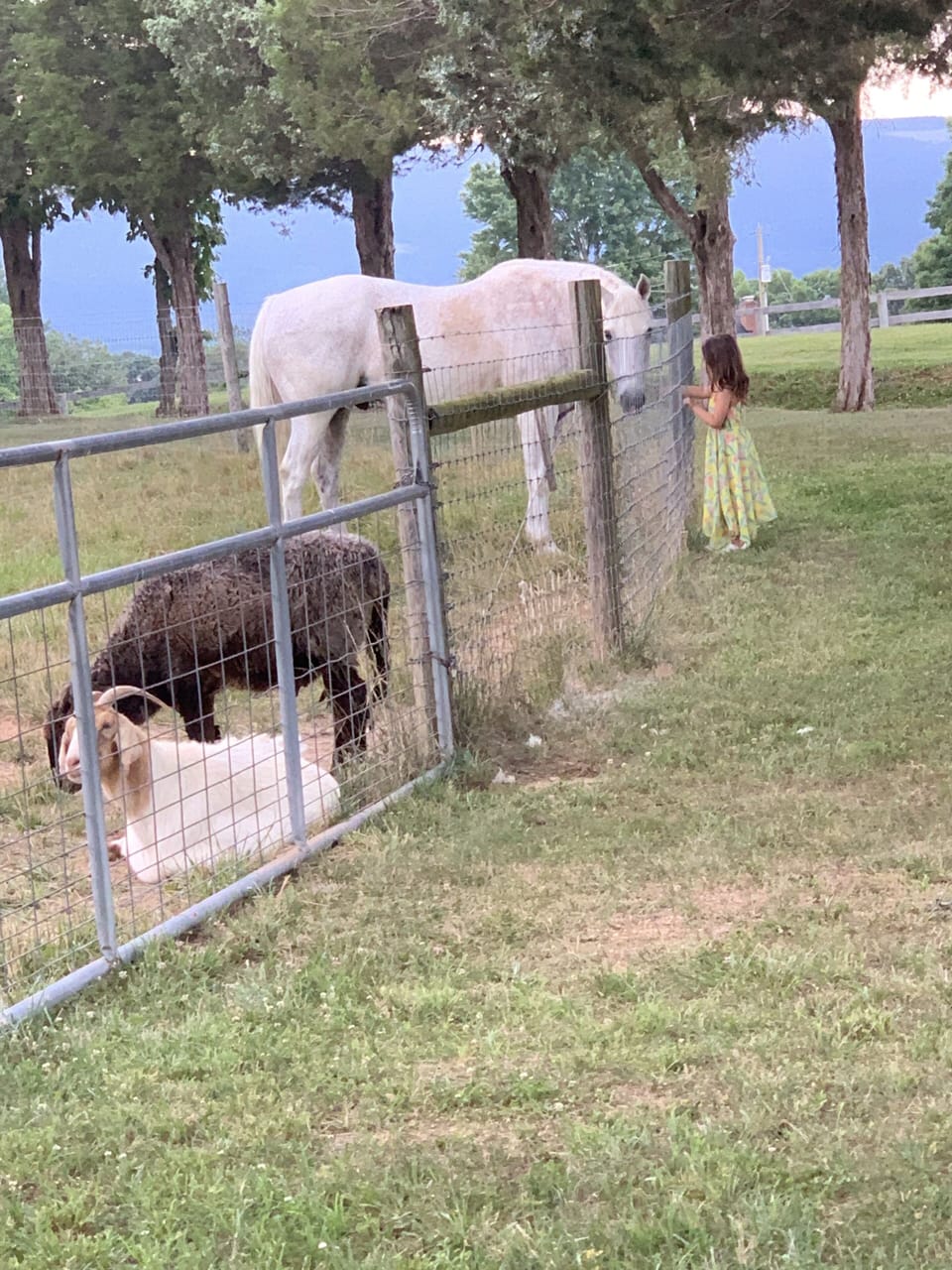 youngs visitors enjoy our pasture pets