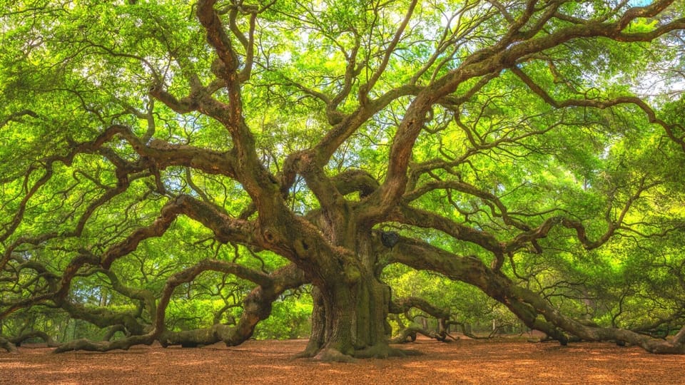 Angel Oak Tree – about 12 miles from the house, a stunning centuries-old live oak and one of Charleston’s most iconic natural landmarks.