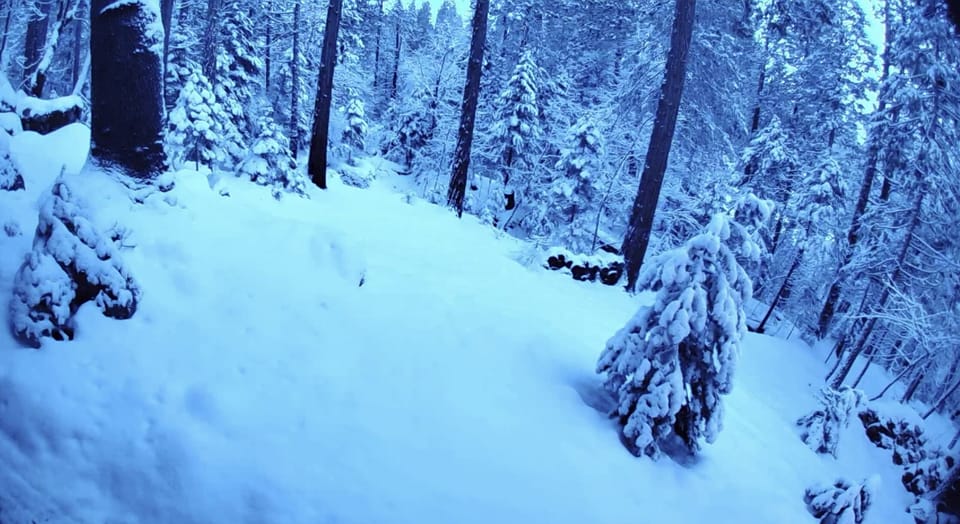 Winter 2022, view out back 