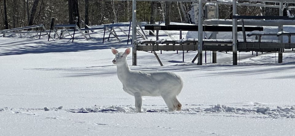 One of the many resident albino deer that frequent the property. 