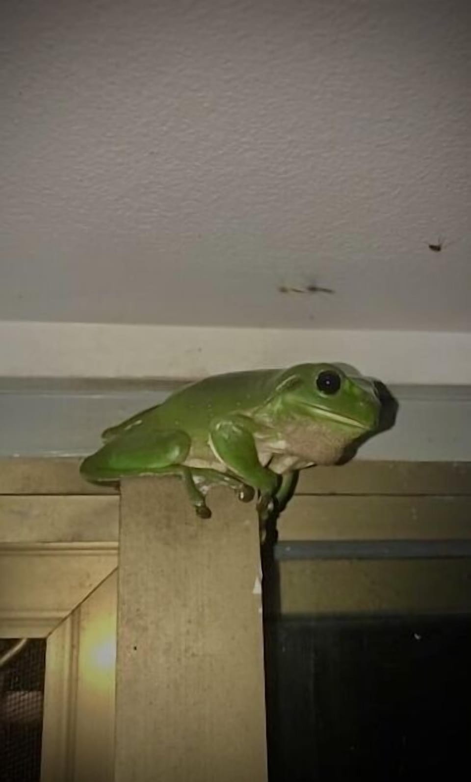 Resident Green Tree Frog