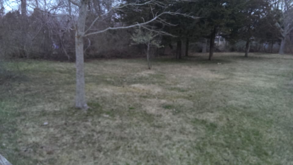Back Yard
