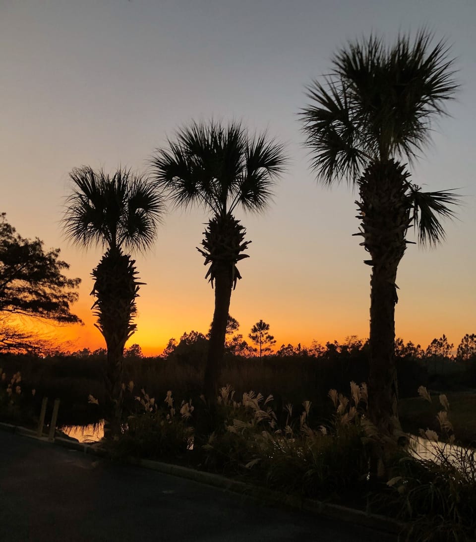 Palms along the pond next to the building! 