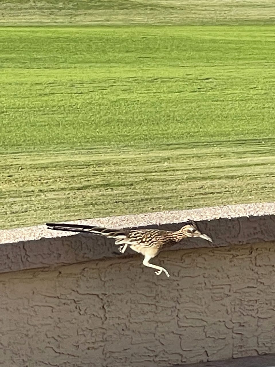 Lots of Wildlife! Bunnies, Quail, Geese to name just a few